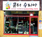 큐티수피아