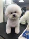 써니펫살롱
