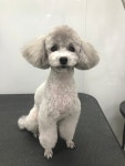 써니펫살롱