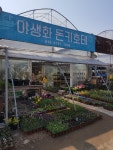 돈키호테플라워
