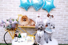 코코앤몽 펫카페