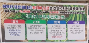 하재야미나리농장