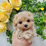 루이스펫샵 의정부본점