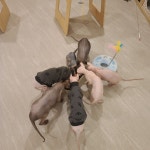 순복이네