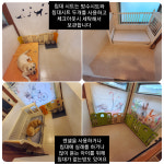 애견호텔 중독