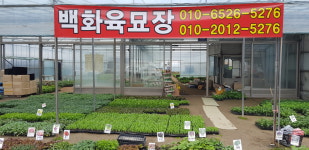 백화육묘장