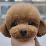 그룸앤먼치