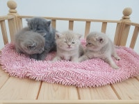 캣파라다이스 일산점