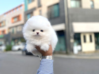 베이비몽 강아지분양 인천청라점