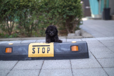 베이비몽 강아지분양 인천청라점