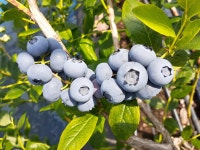 예스베리 예신농원