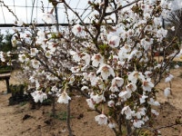 산드레조경농원