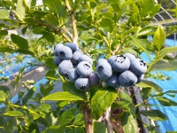 예스베리 예신농원