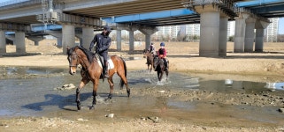 교하스카이승마장