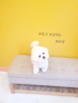 보보펫