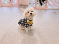 애견호텔 나무야 충주