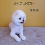 보보펫