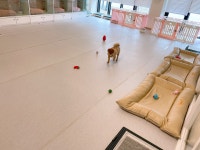 애견호텔 나무야 충주