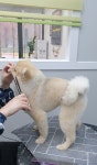 펫밀리샵