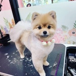 폼나개