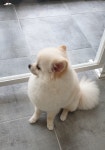 펫밀리샵