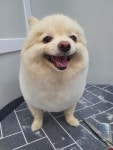 펫밀리샵