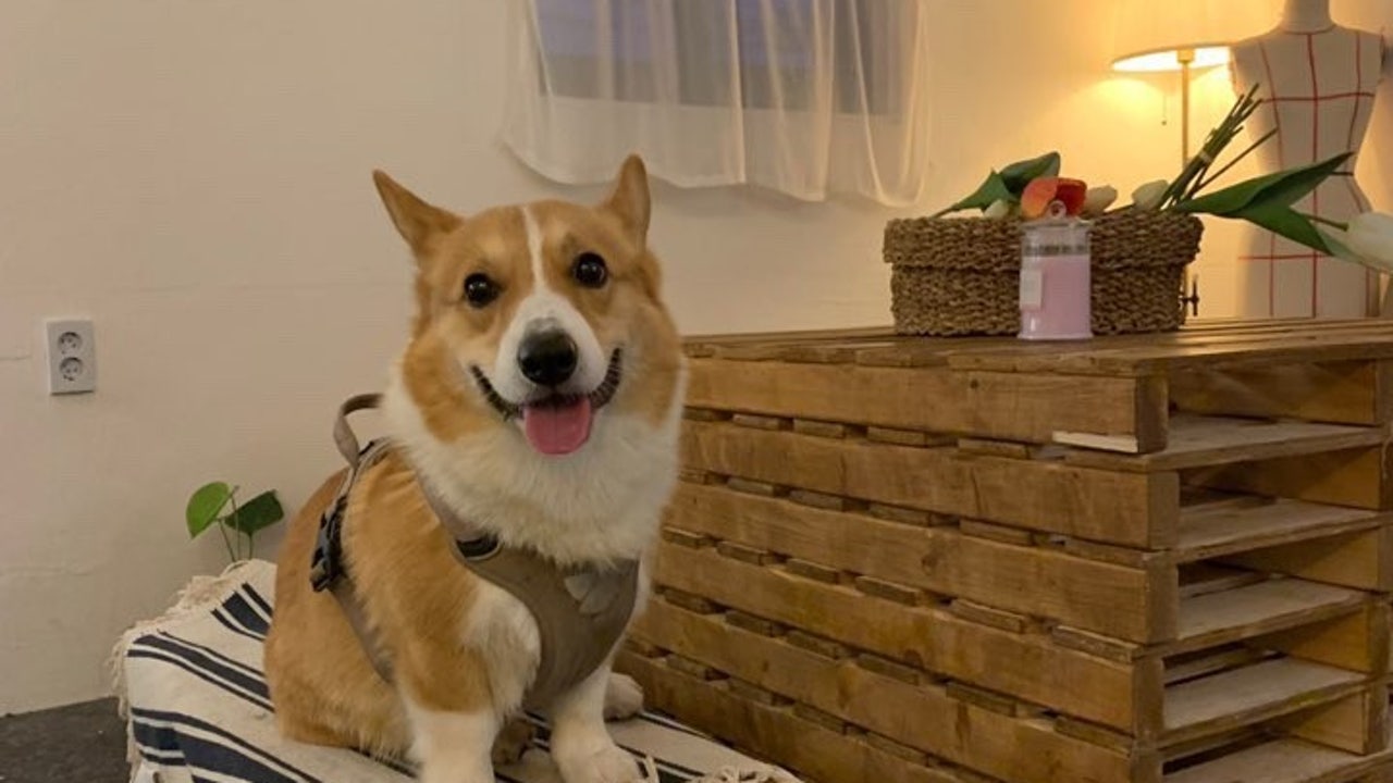 테리