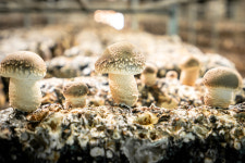 햇담농업회사법인