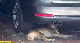 블루모터스