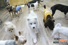 하우매니퍼피 애견유치원