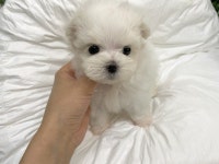 강아지분양 고양이분양 멍앤냥 수원점