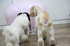 하우매니퍼피 애견유치원
