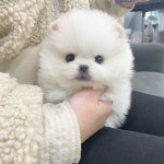 강아지분양 고양이분양 멍앤냥 수원점