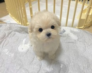 강아지분양 고양이분양 멍앤냥 수원점