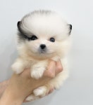 강아지분양 고양이분양 멍앤냥 수원점