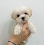 강아지분양 고양이분양 멍앤냥 수원점