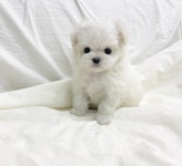 강아지분양 고양이분양 멍앤냥 수원점