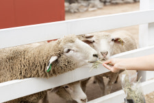 켄싱턴리조트 설악밸리