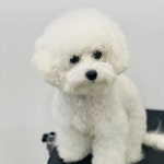 펫밀리