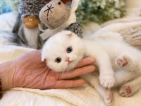 강남고양이분양 호야캣