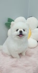 펫밀리샵