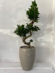 신세계화원
