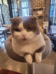 마이펫