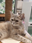 마이펫