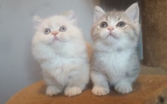 야옹아멍멍해봐펫 강아지고양이 청주분평점