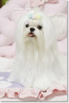 로던트클럽 달콤하니냥