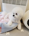 바나숑