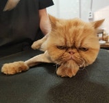 로던트클럽 달콤하니냥