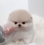 멍멍이냥 강아지분양