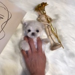 멍멍이냥 강아지분양